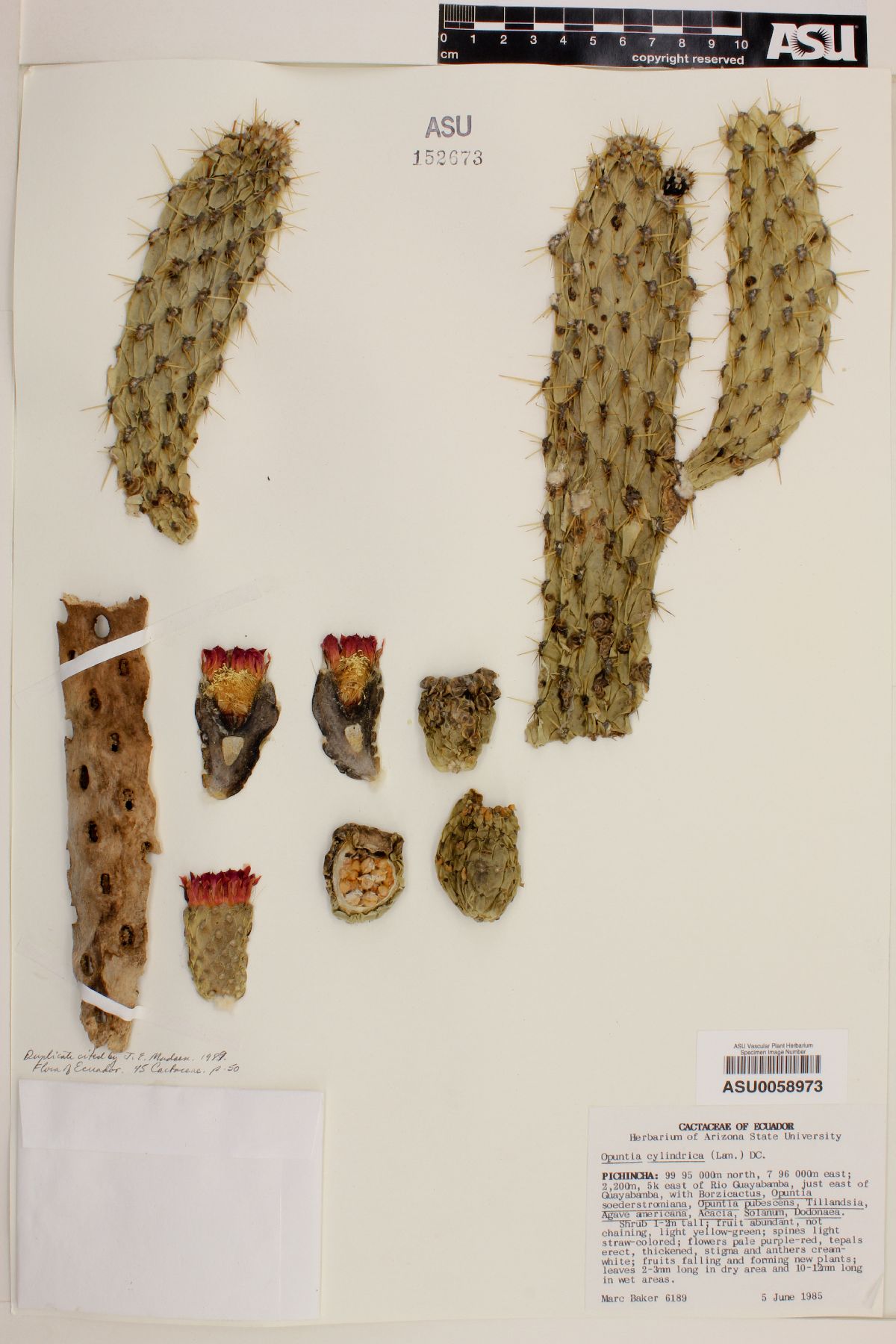 Opuntia cylindrica image