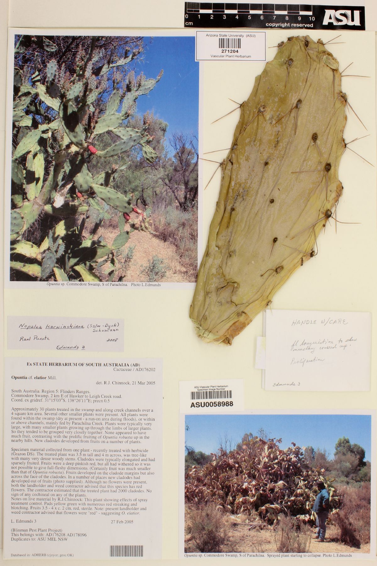 Opuntia elatior image