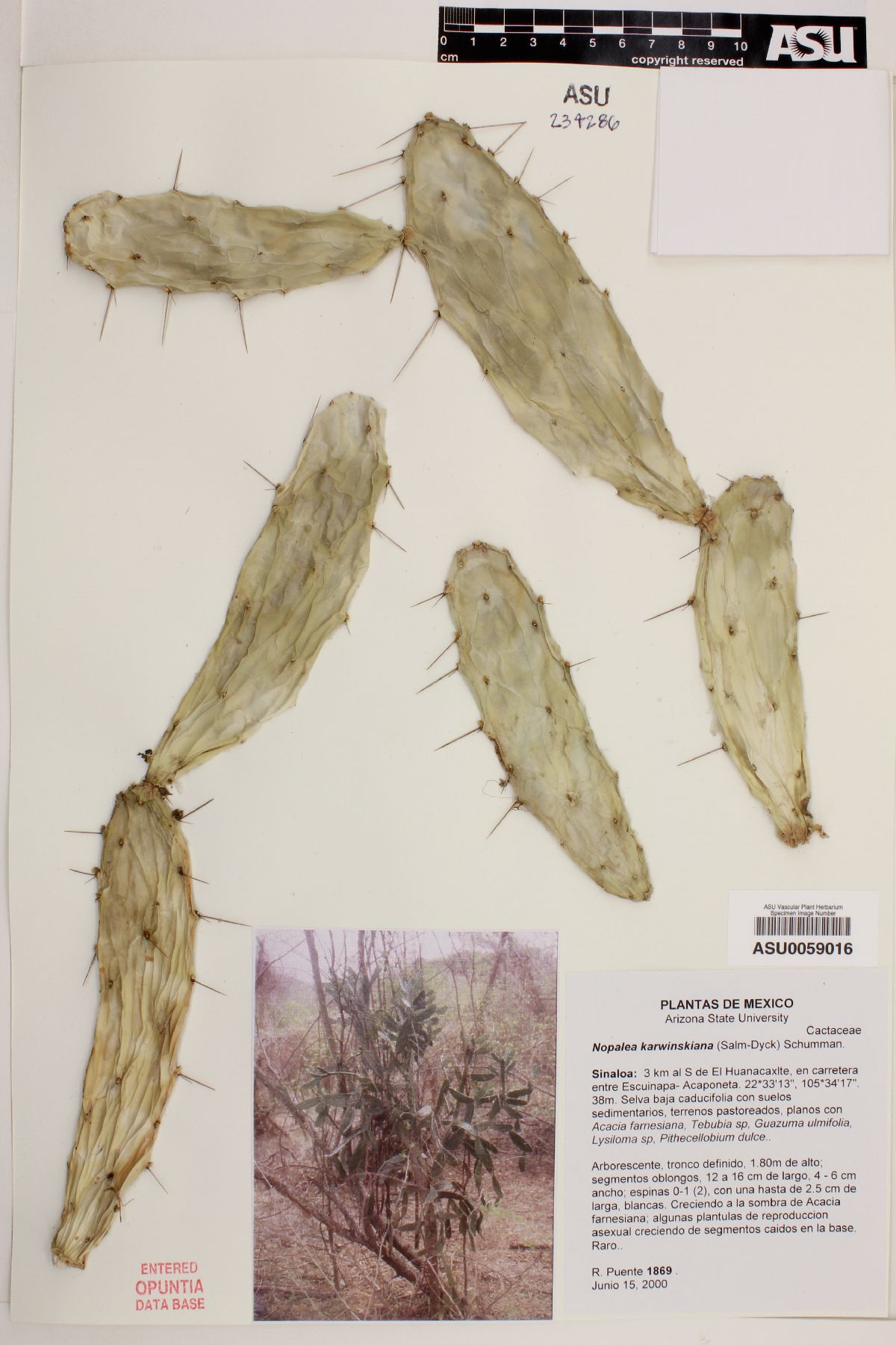 Nopalea karwinskiana image