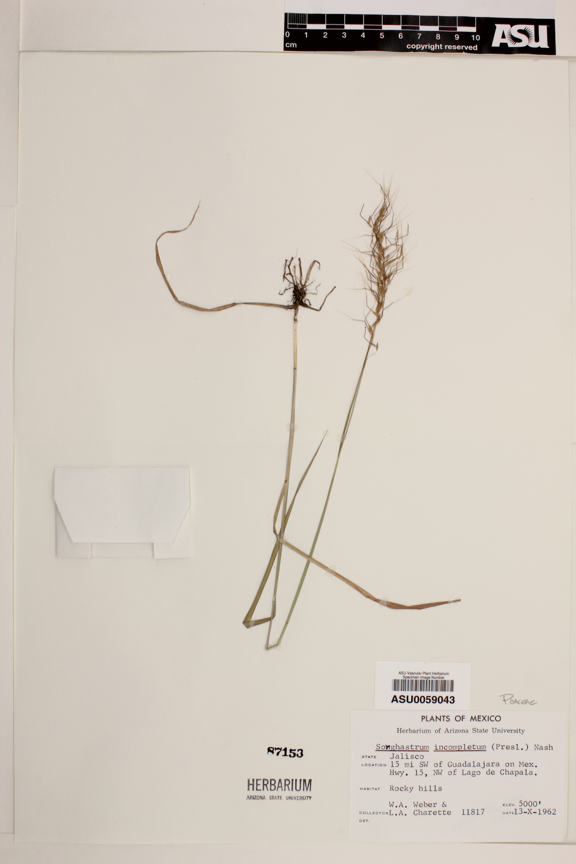 Sorghastrum incompletum image