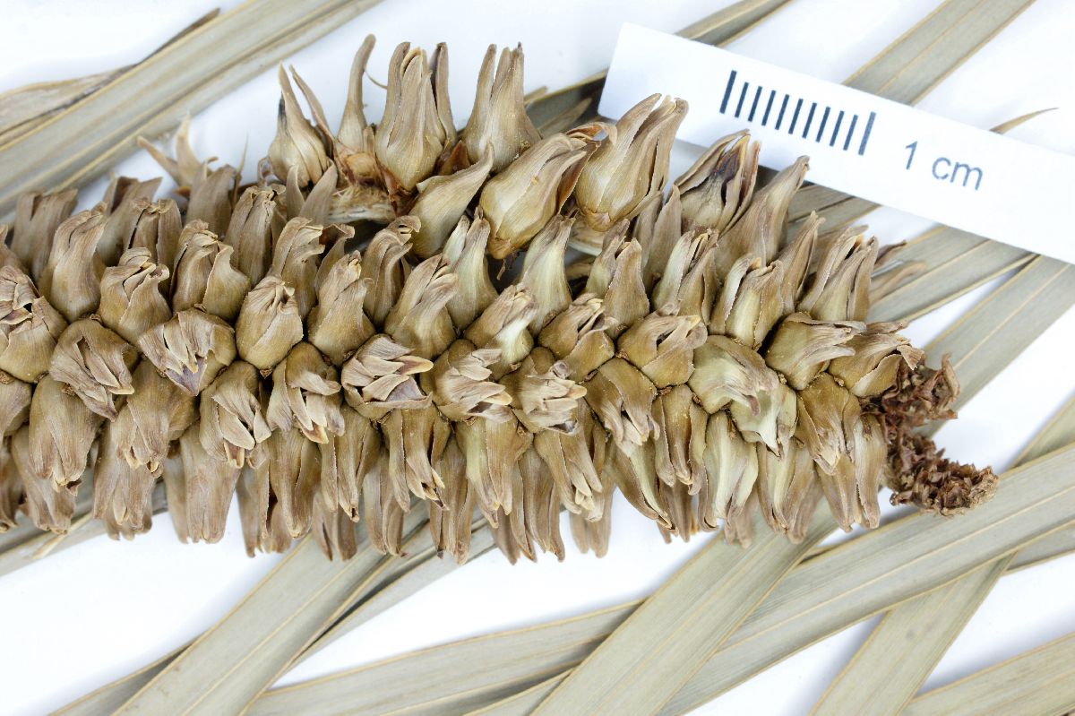 Allagoptera campestris image