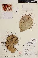 Opuntia stenopetala image