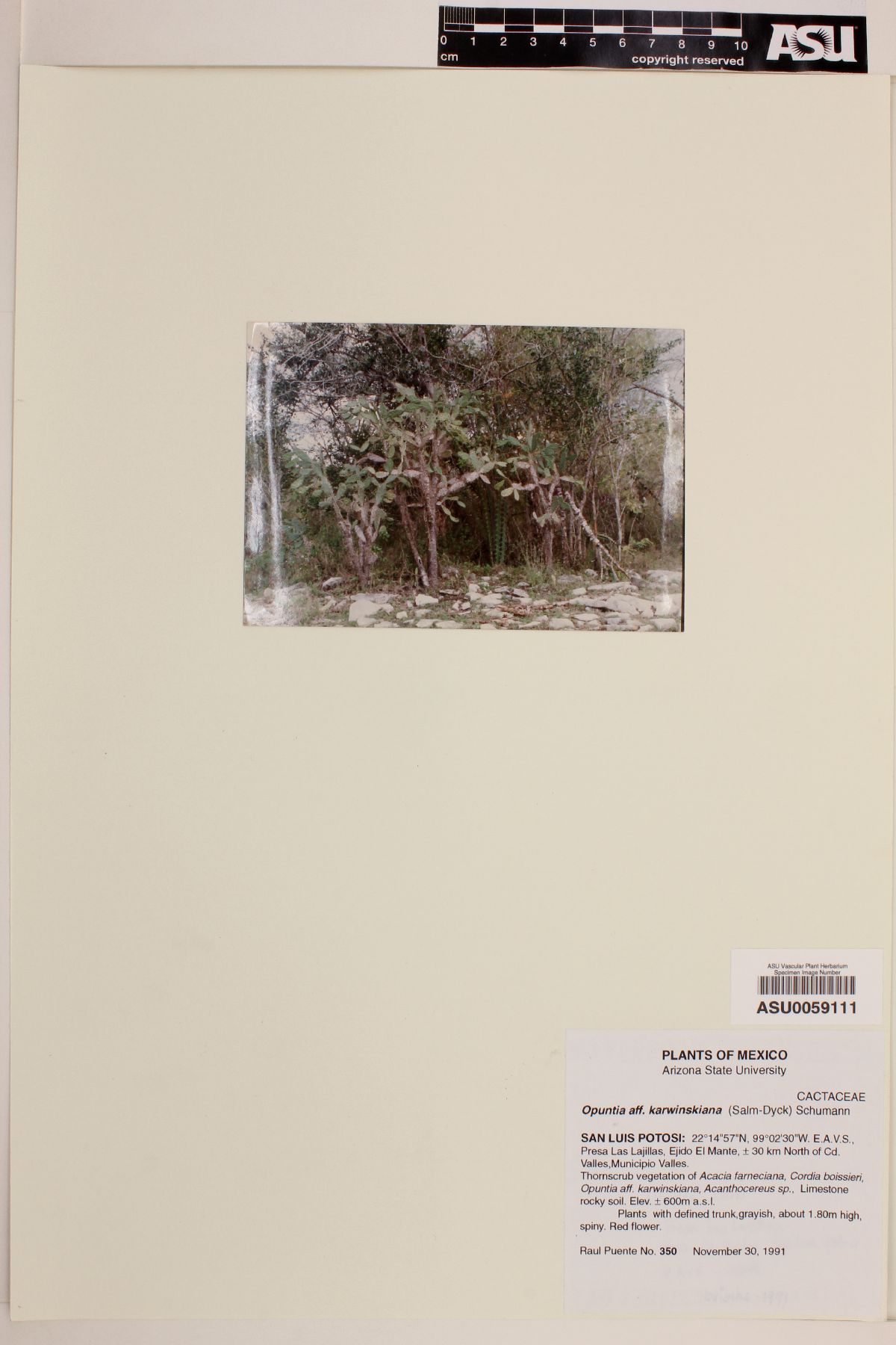 Opuntia karwinskiana image
