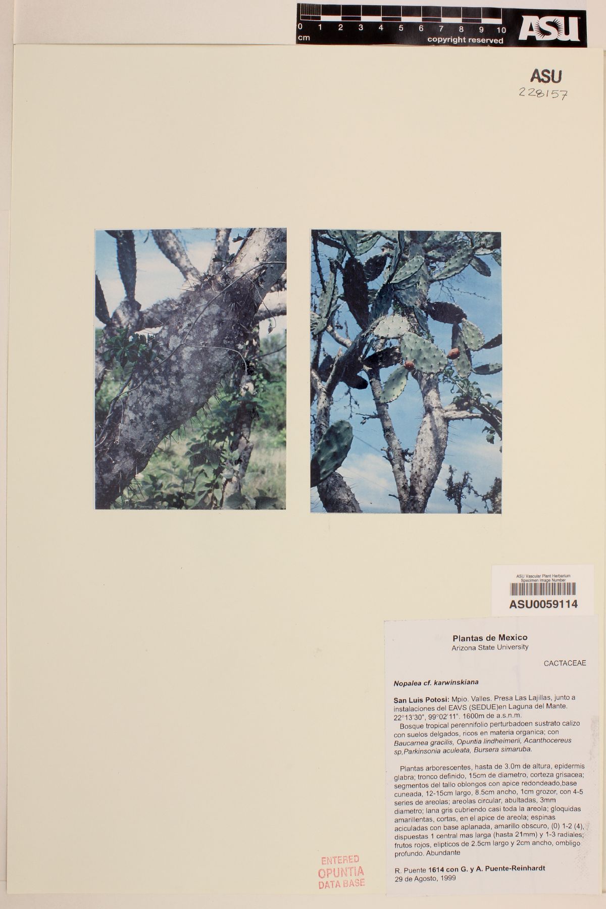 Nopalea karwinskiana image