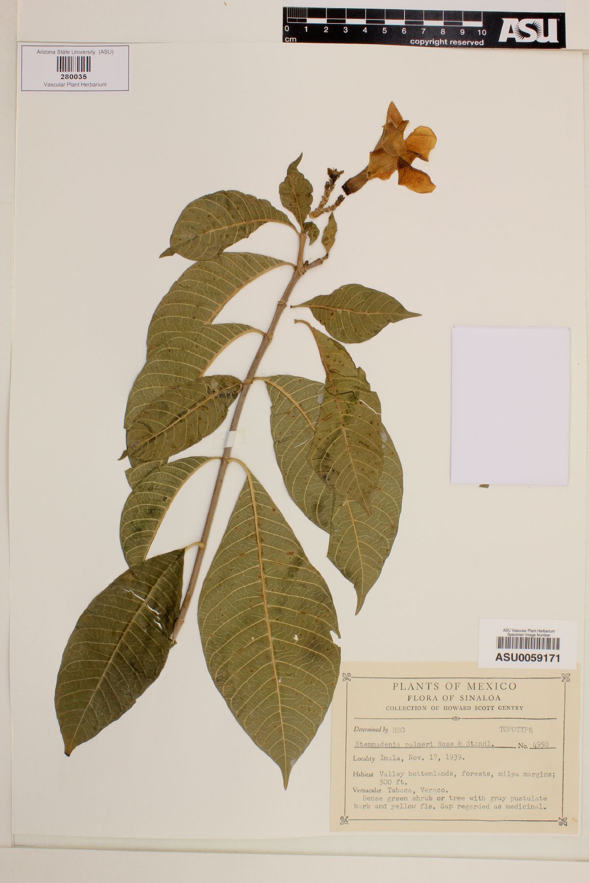 Stemmadenia tomentosa var. palmeri image