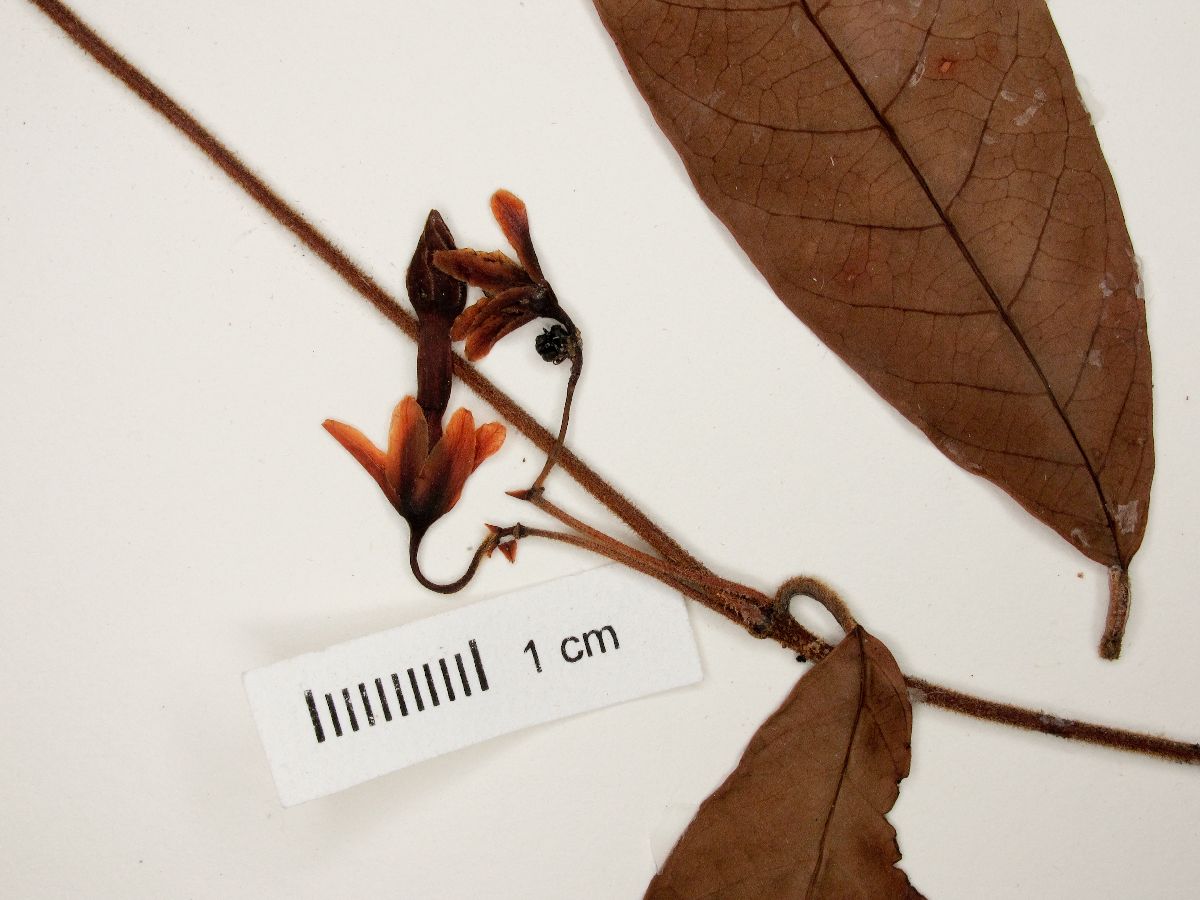 Prestonia solanifolia image