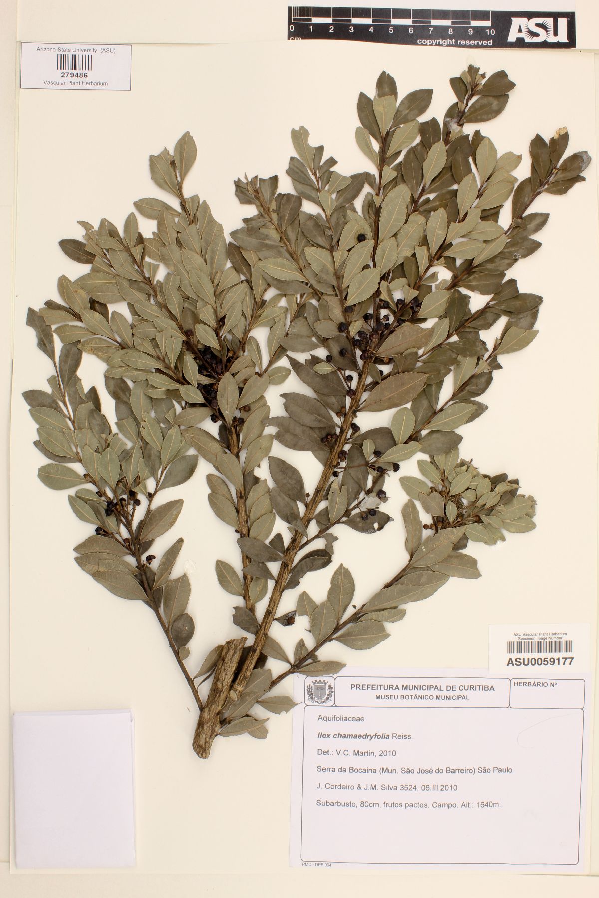 Ilex chamaedryfolia image
