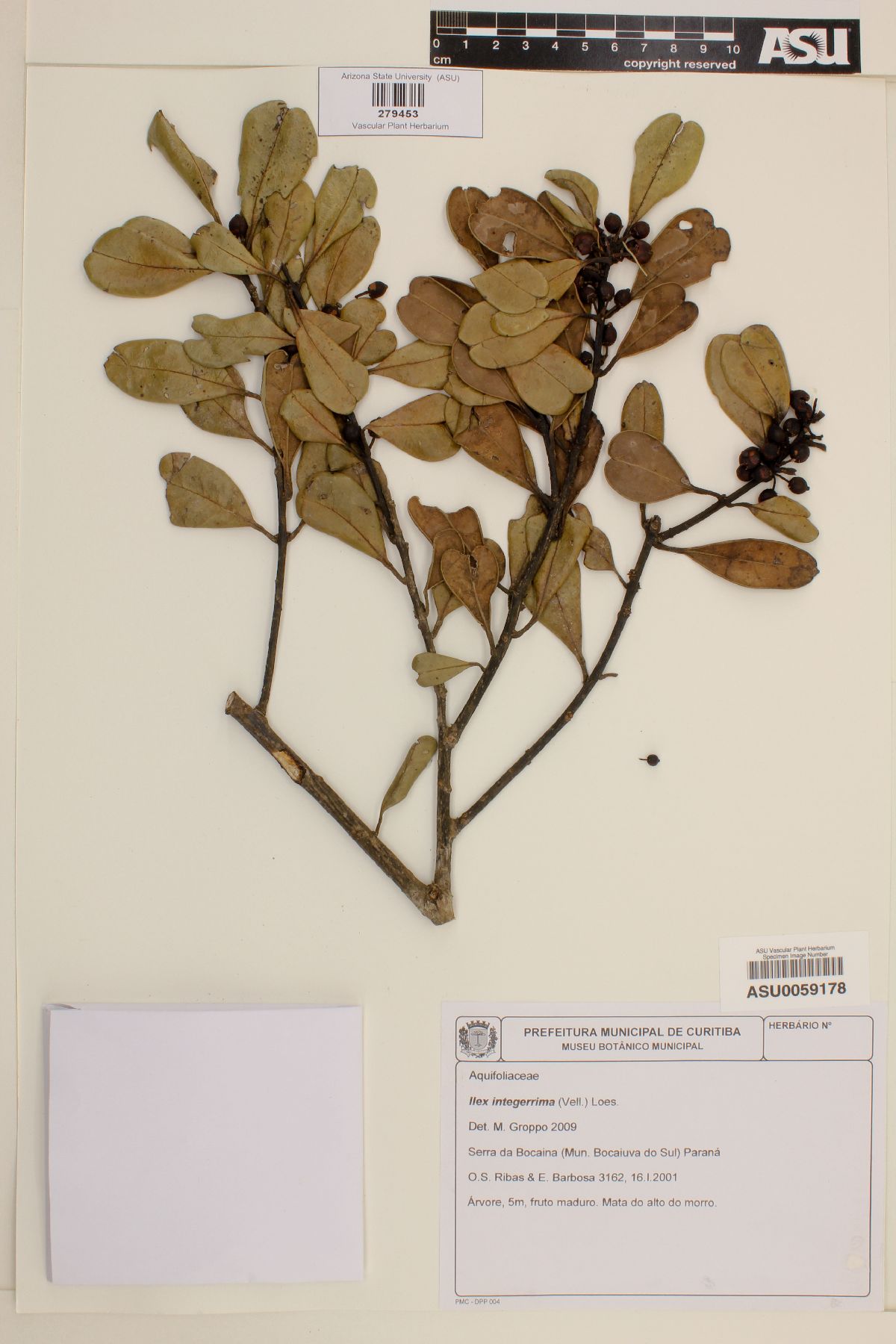 Ilex integerrima image