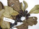 Ilex integerrima image