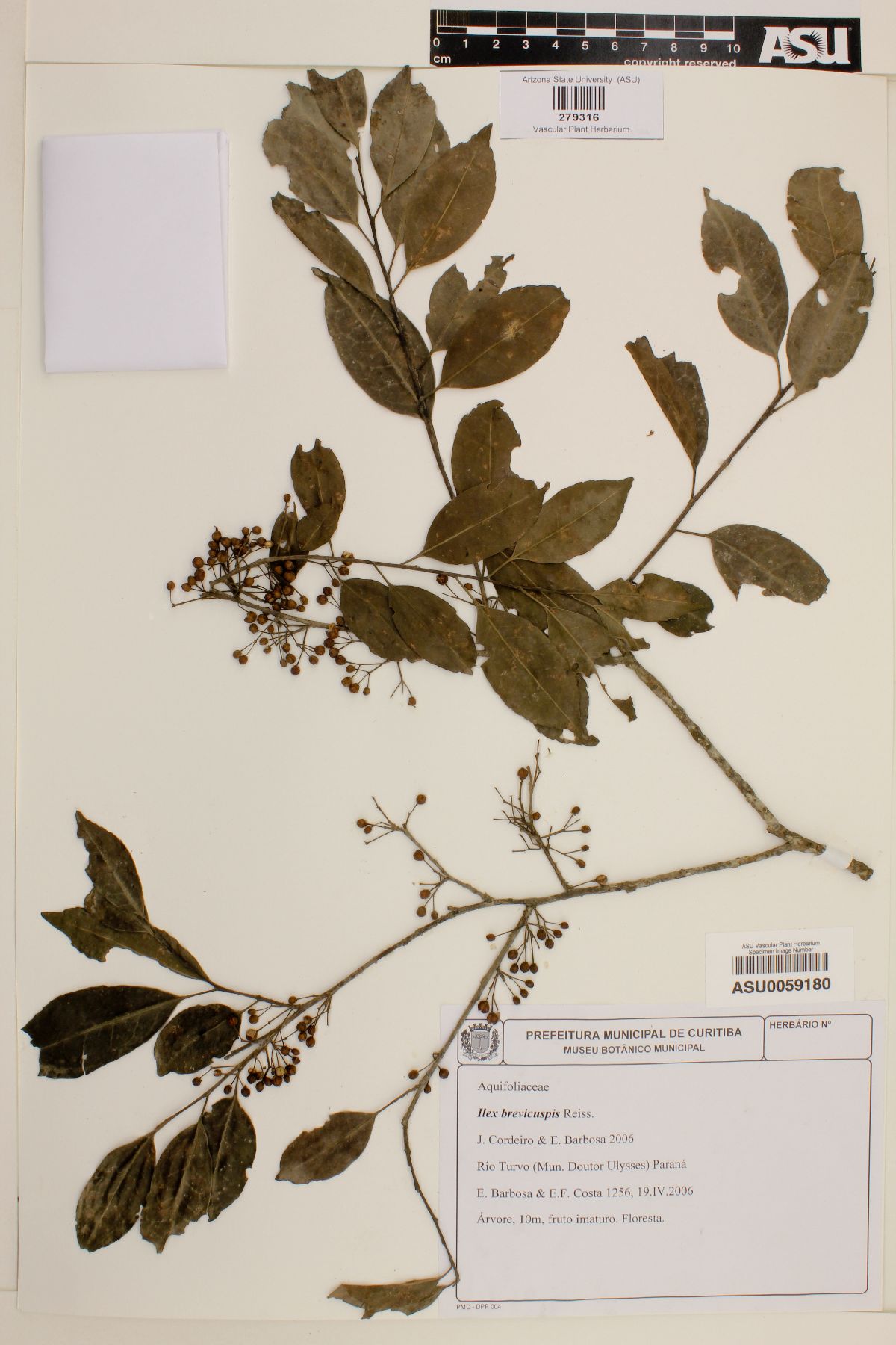 Ilex brevicuspis image