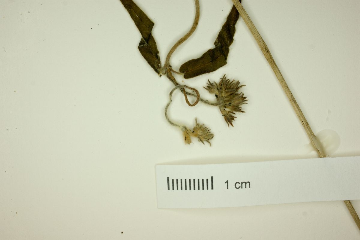 Oxypetalum macrolepis image