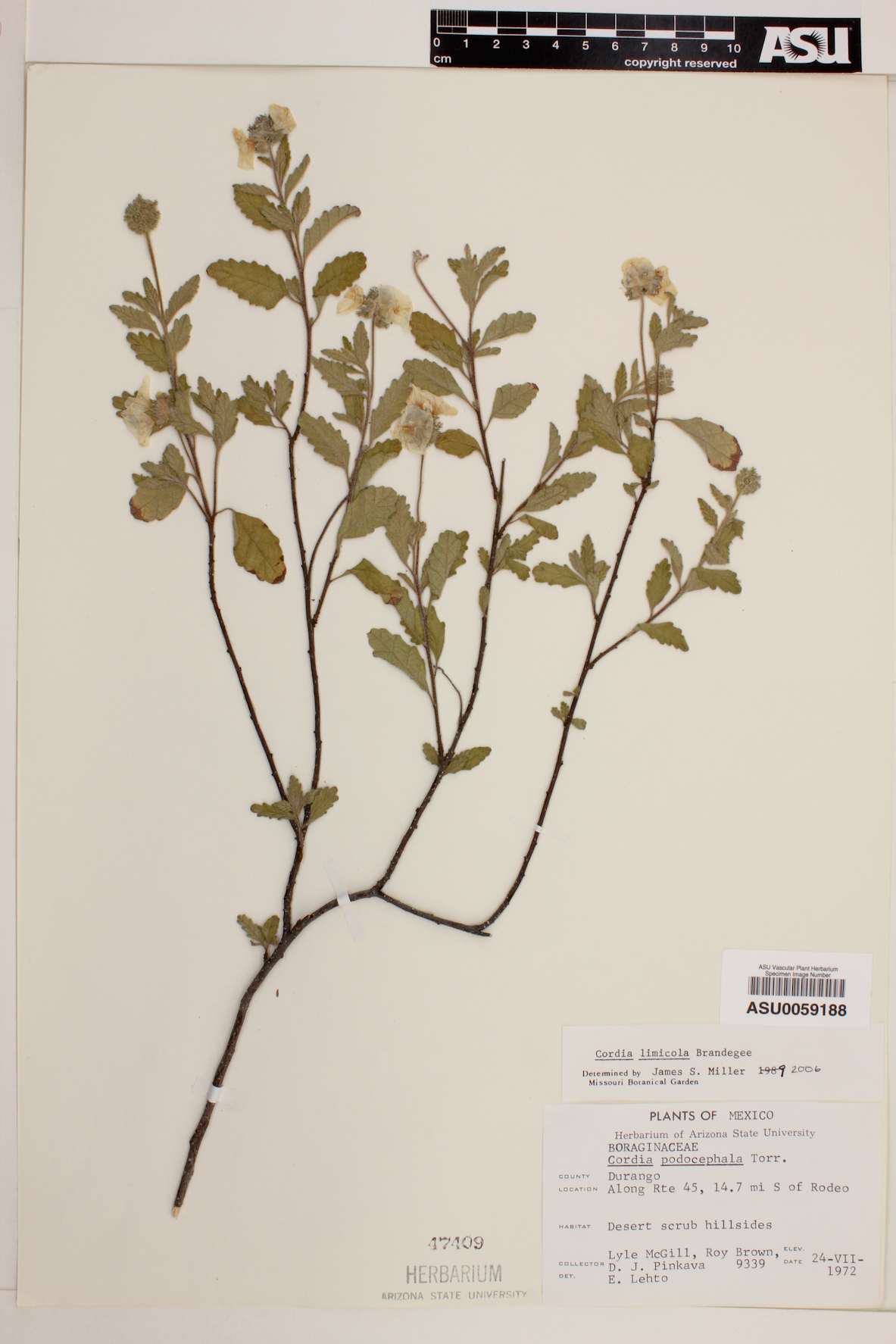 Cordia limicola image