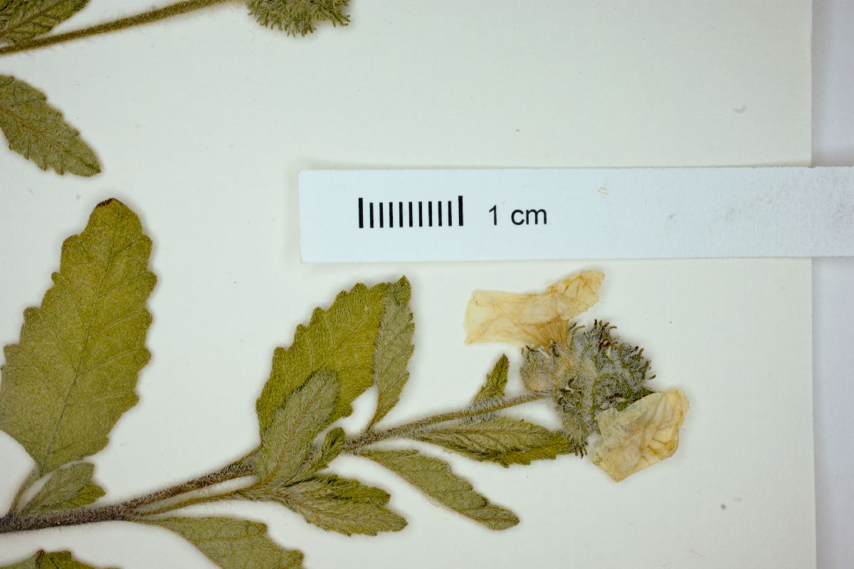 Cordia limicola image