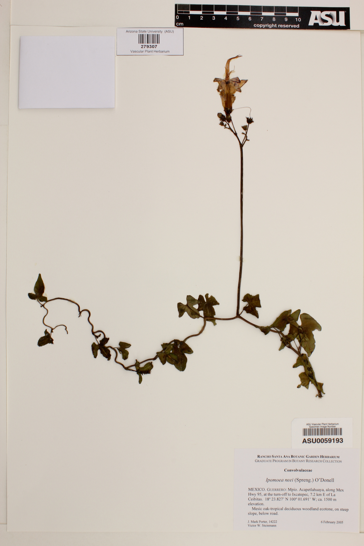Ipomoea neei image