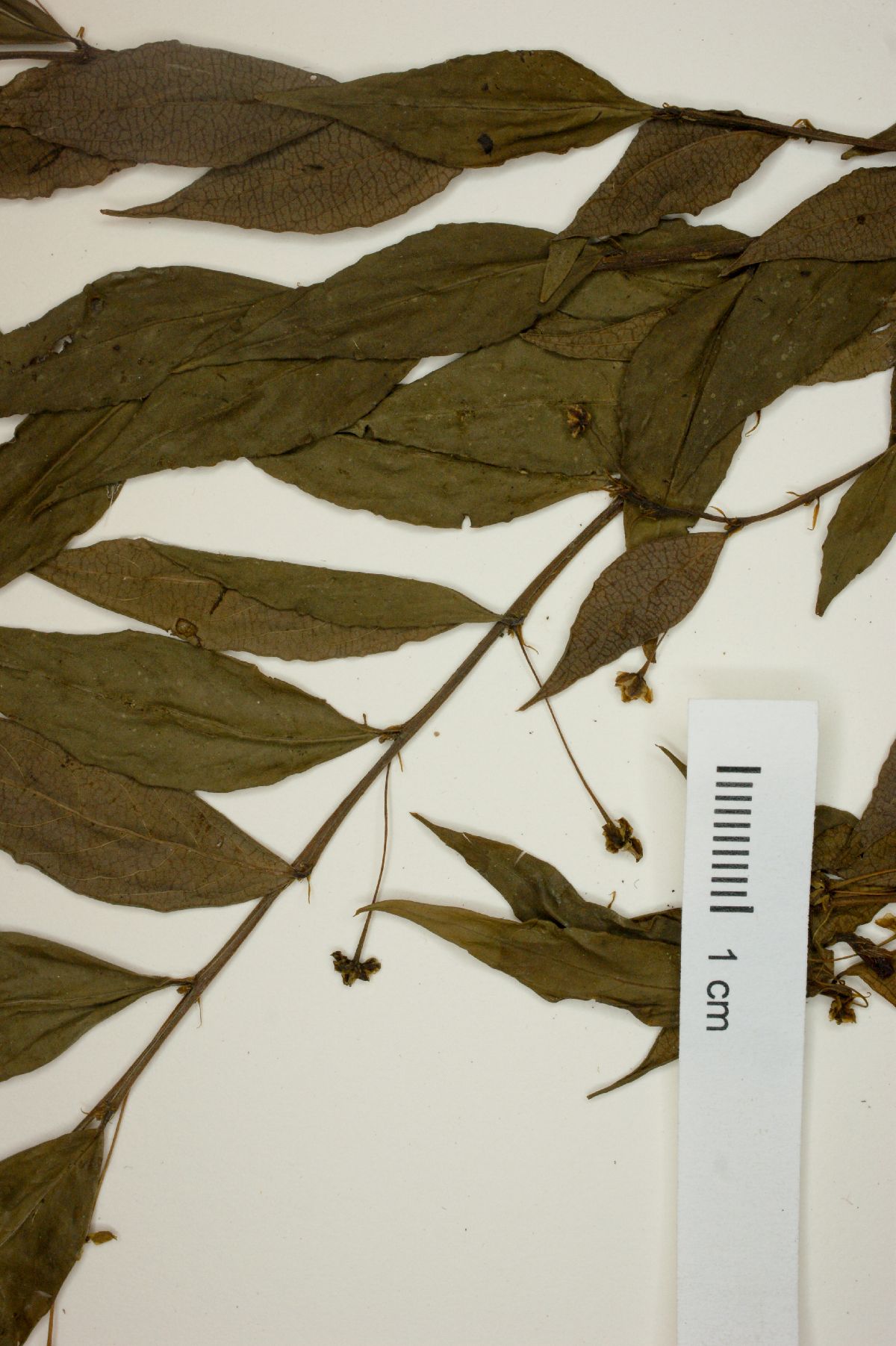 Phyllanthus glaziovii image