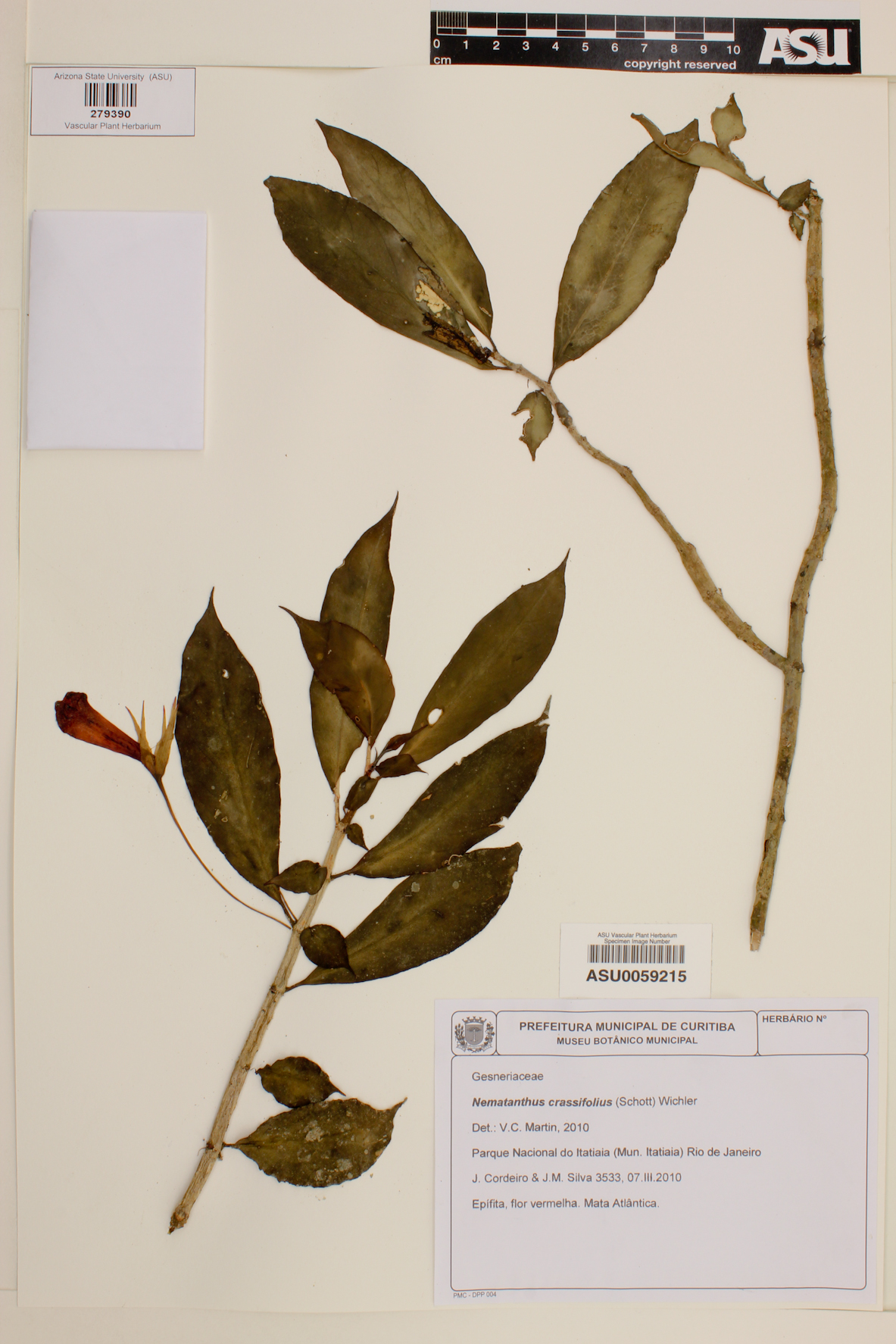 Nematanthus crassifolius image