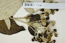 Banisteriopsis paraguariensis image