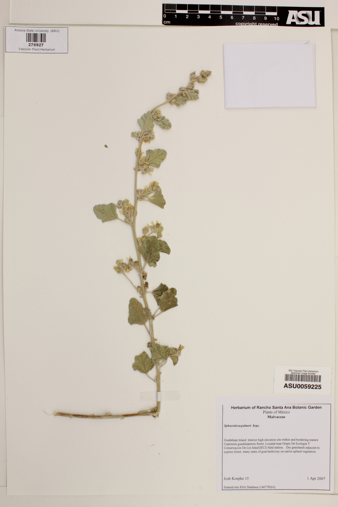 Sphaeralcea palmeri image