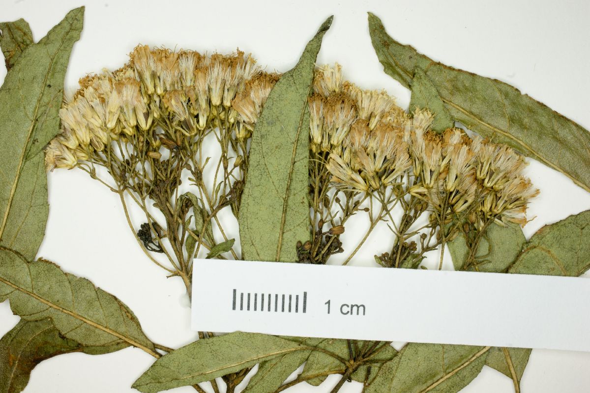 Eupatorium resinifluum image
