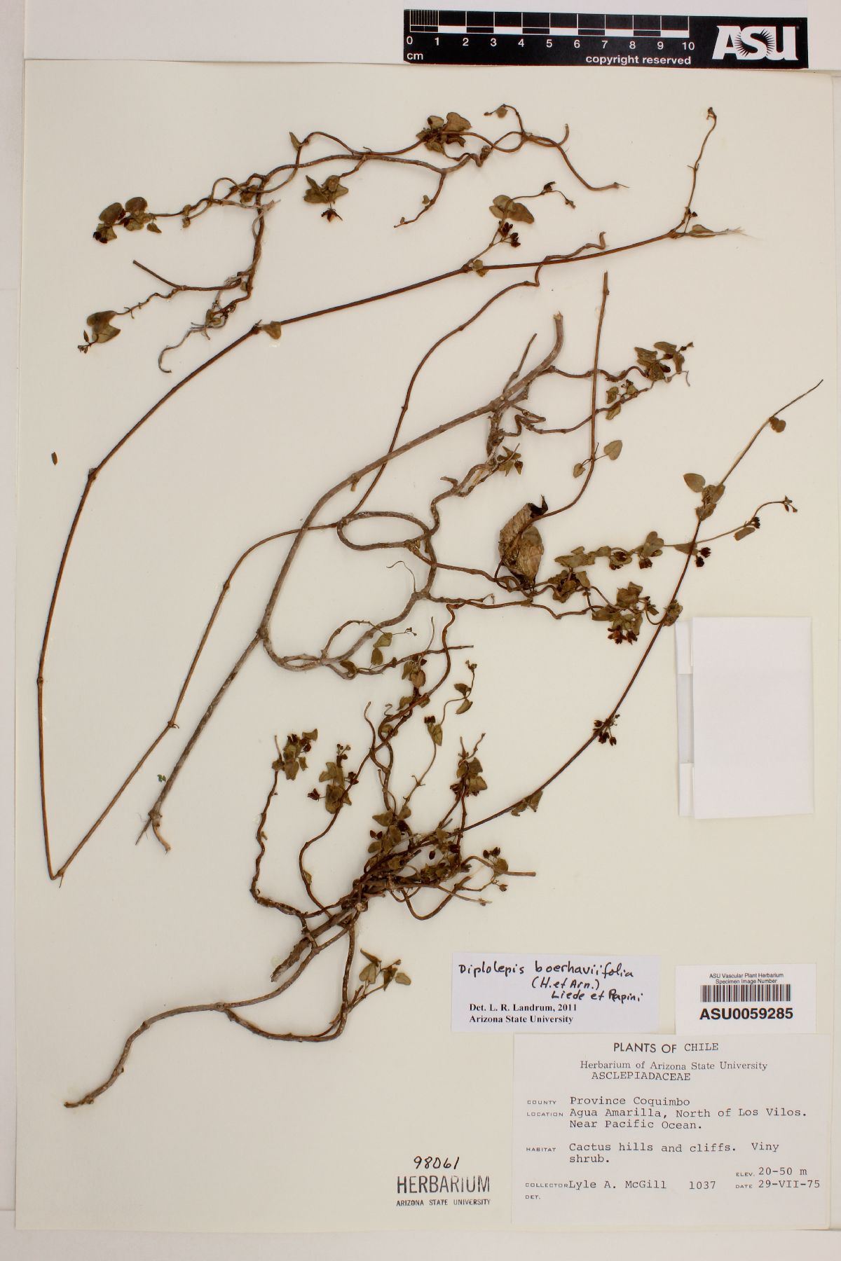Diplolepis image