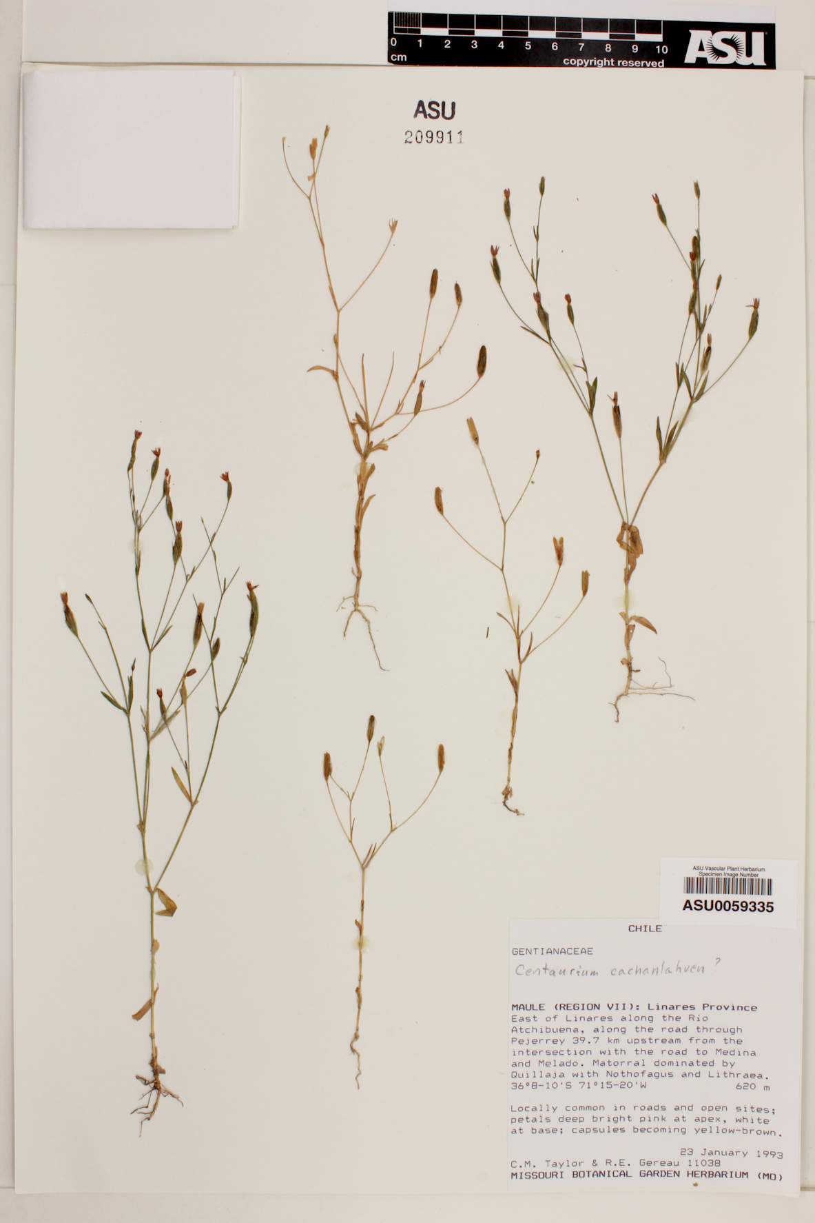 Centaurium cachanlahuen image
