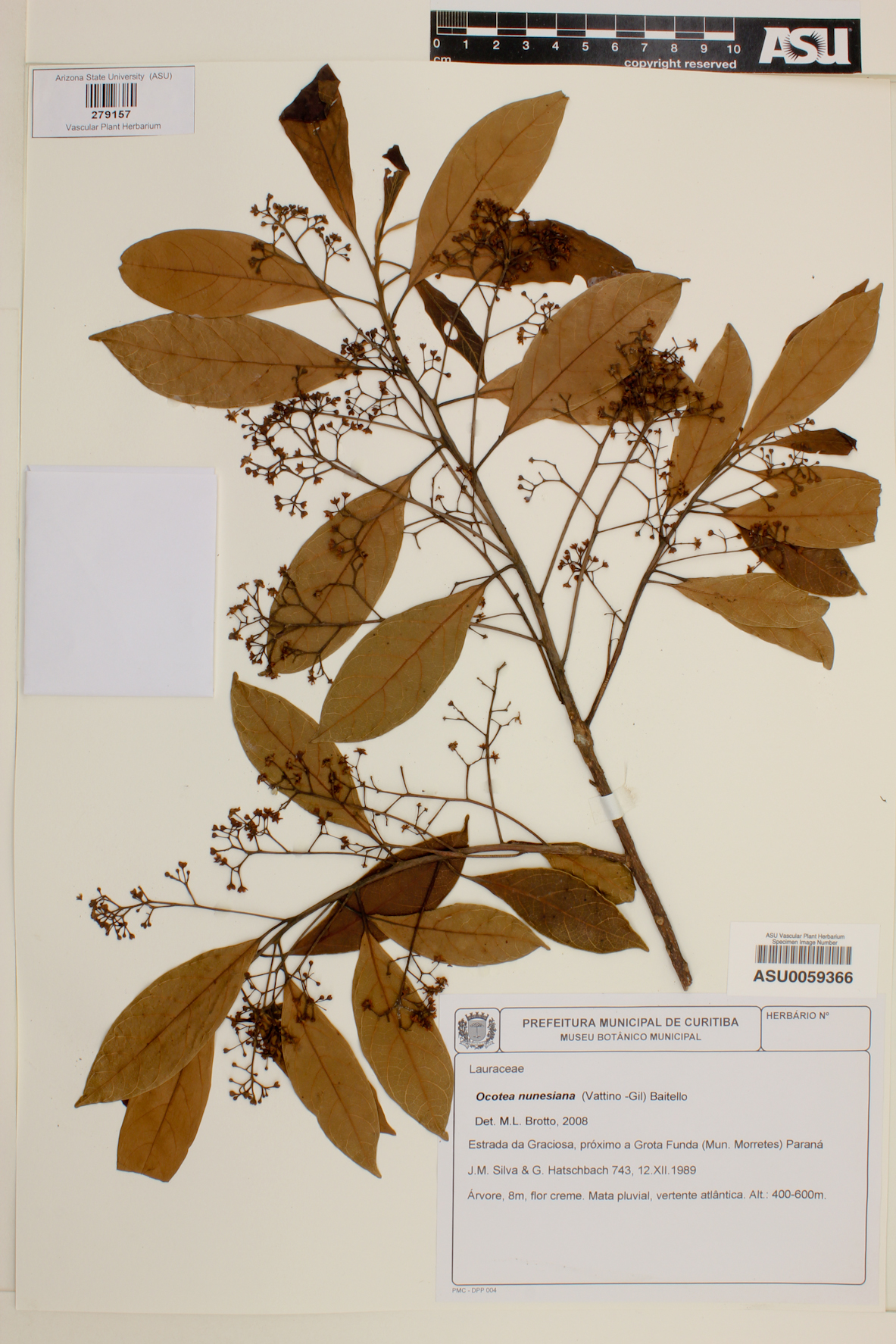 Ocotea fasciculata image