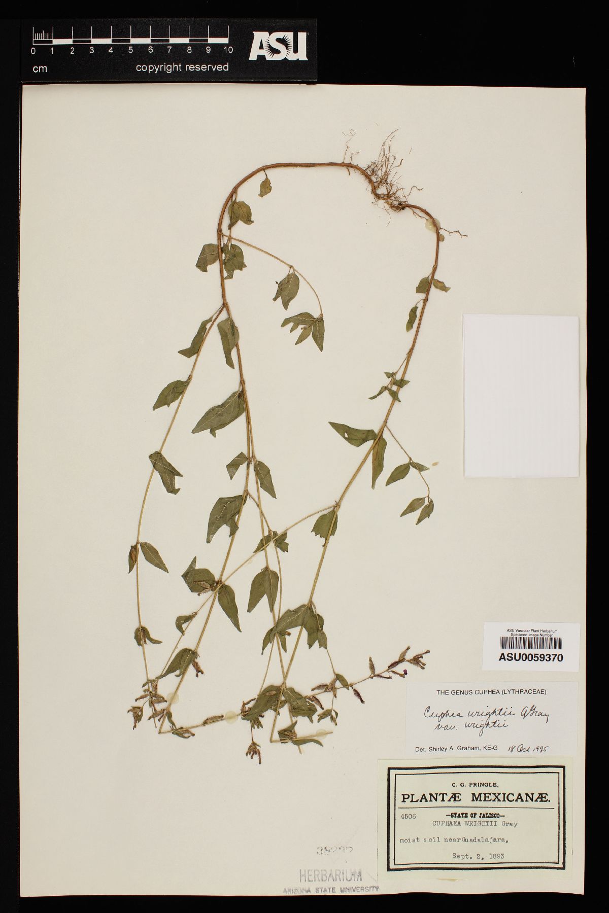 Cuphea wrightii var. wrightii image