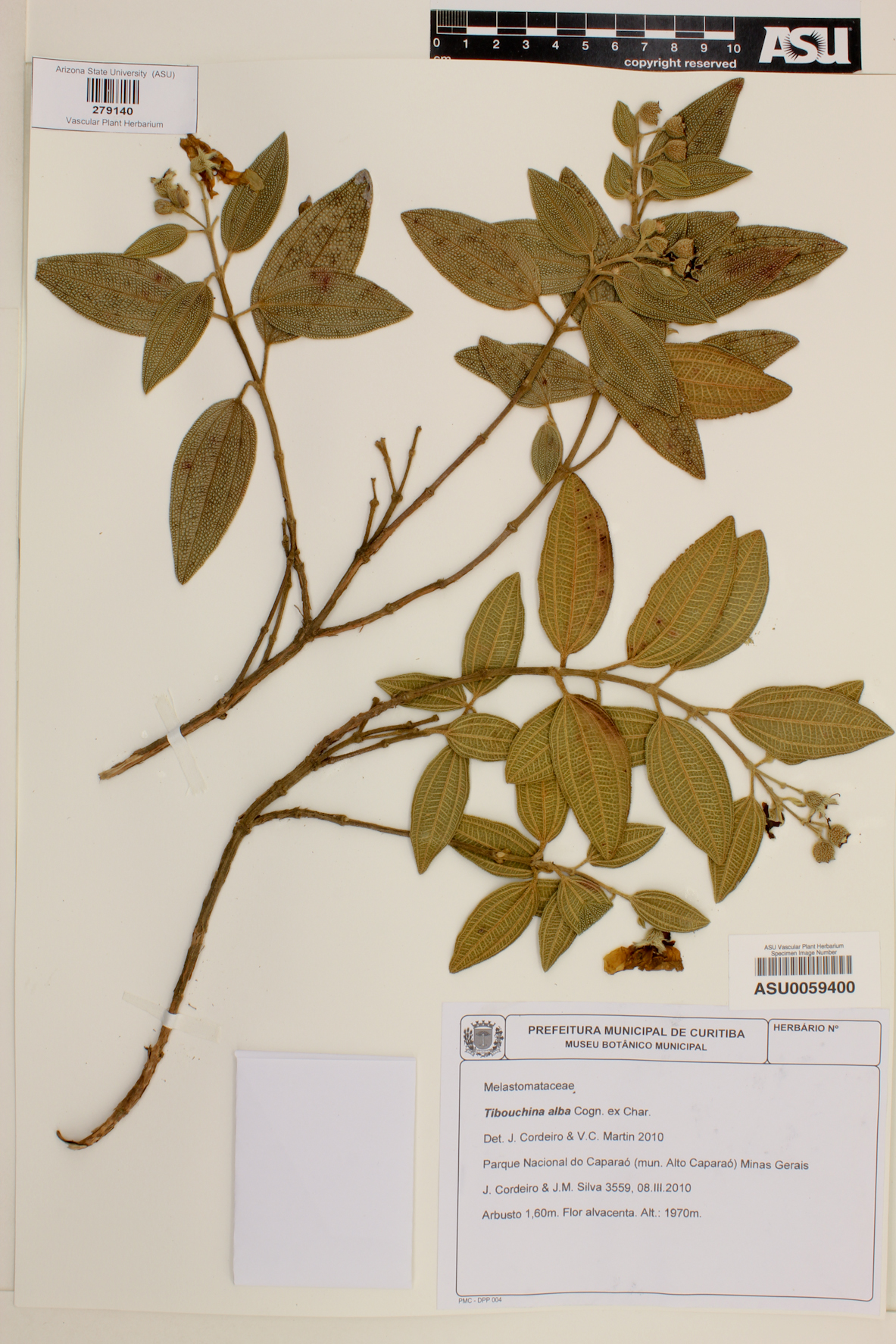 Pleroma gardnerianum image