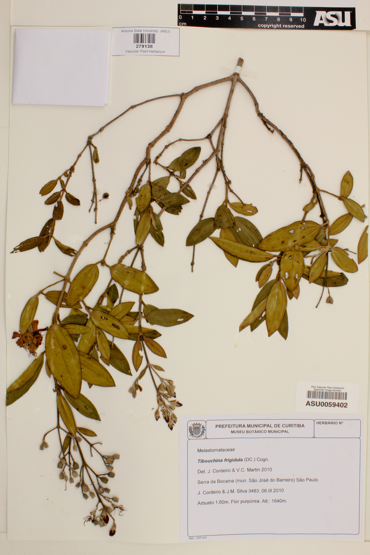 Tibouchina rigidula image