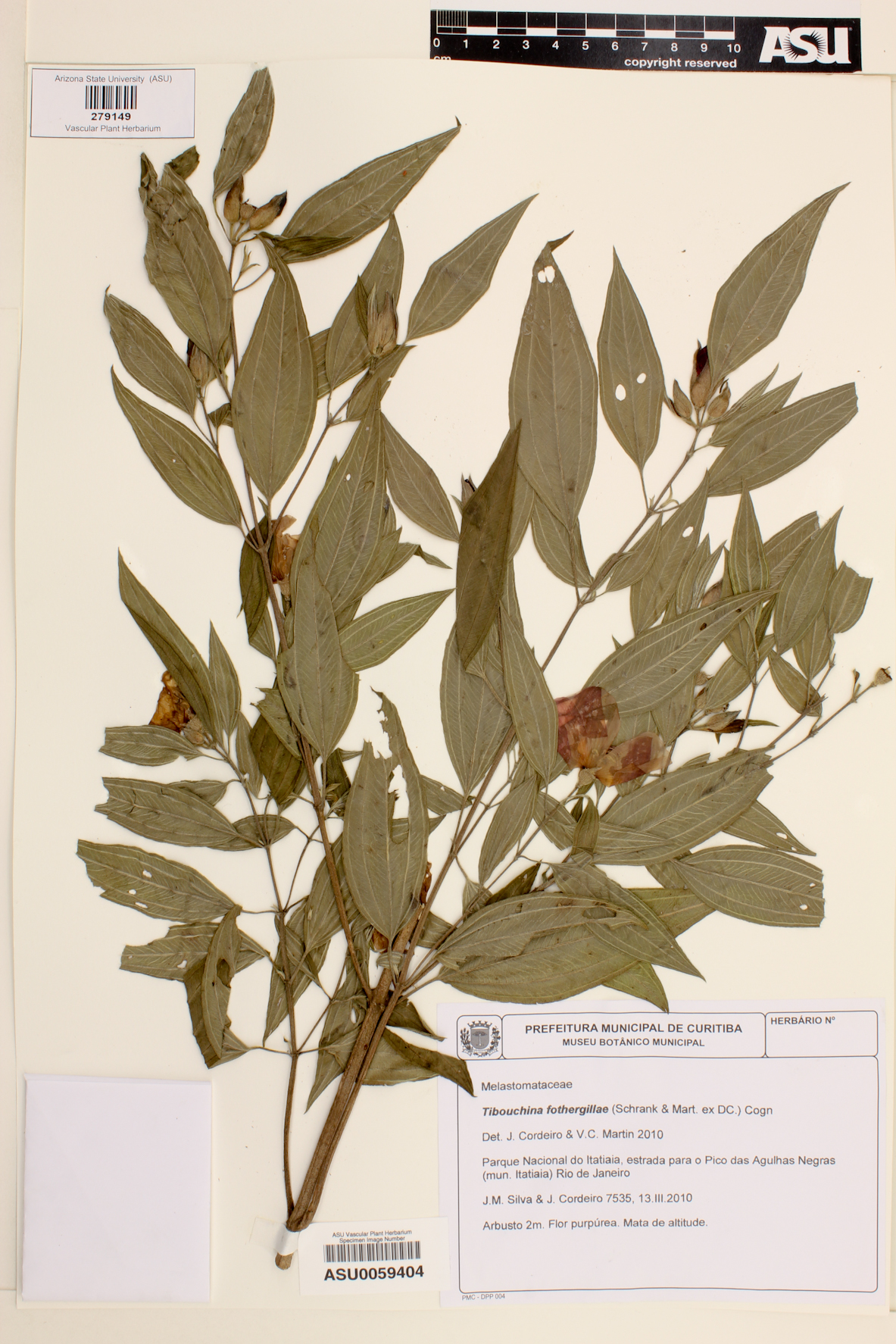 Tibouchina fothergillae image
