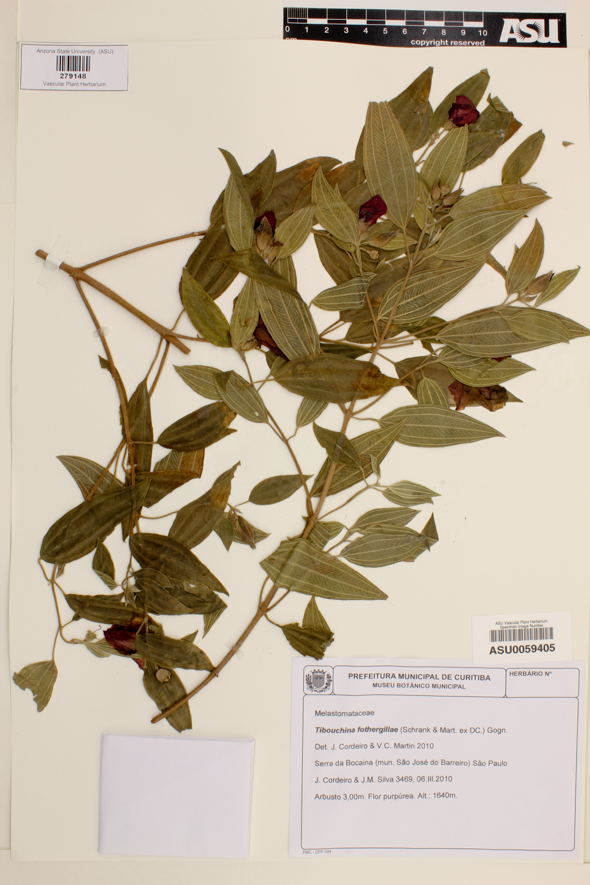 Tibouchina fothergillae image