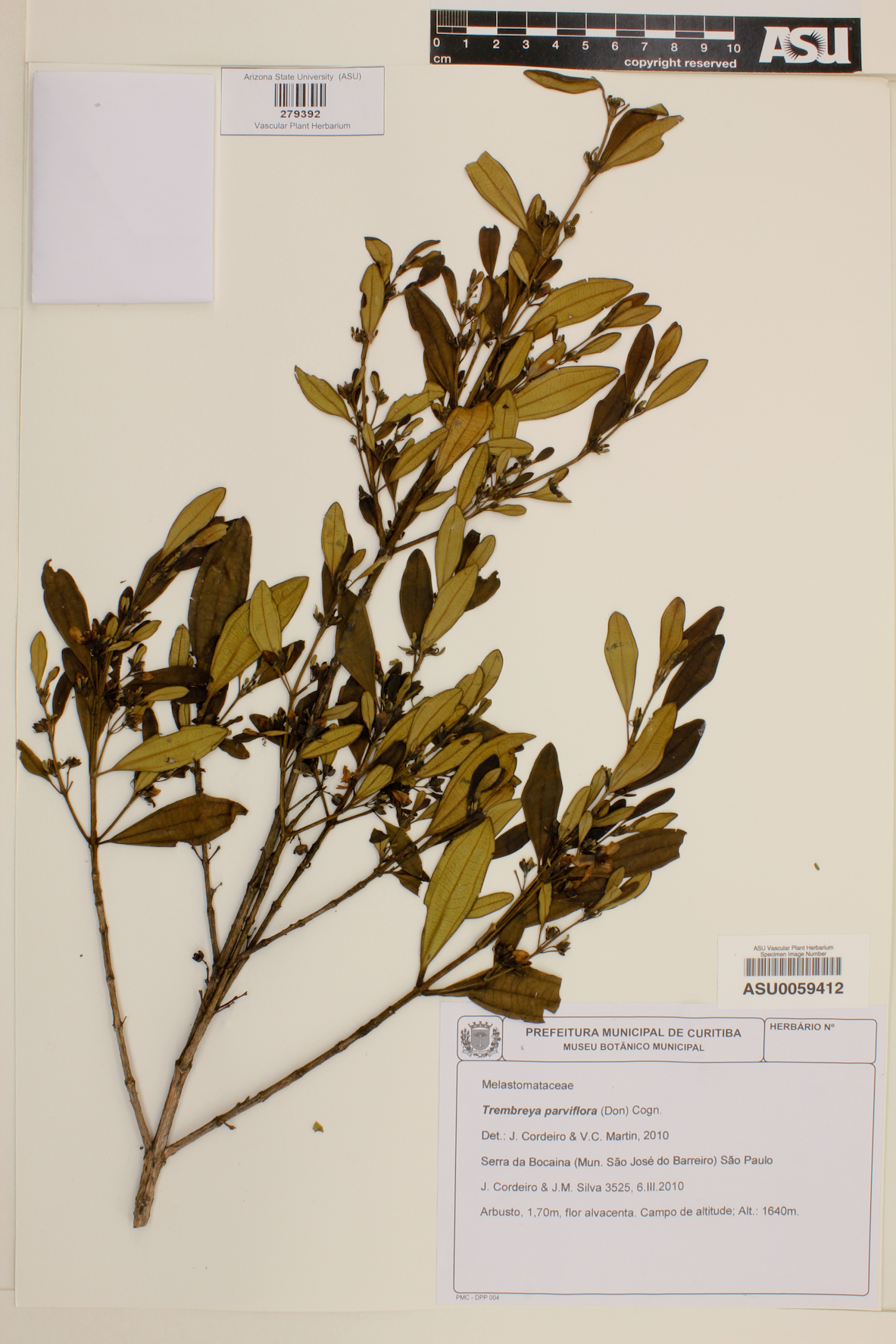 Trembleya parviflora image