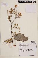 Luehea paniculata image