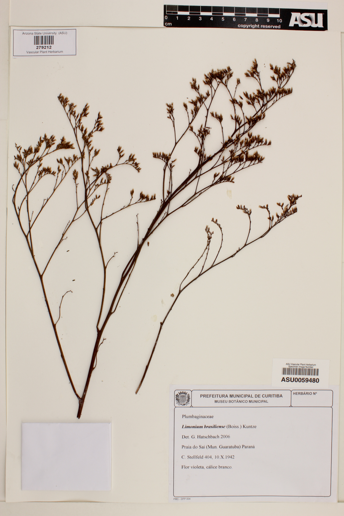 Limonium brasiliense image