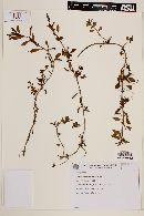 Ludwigia hookeri image