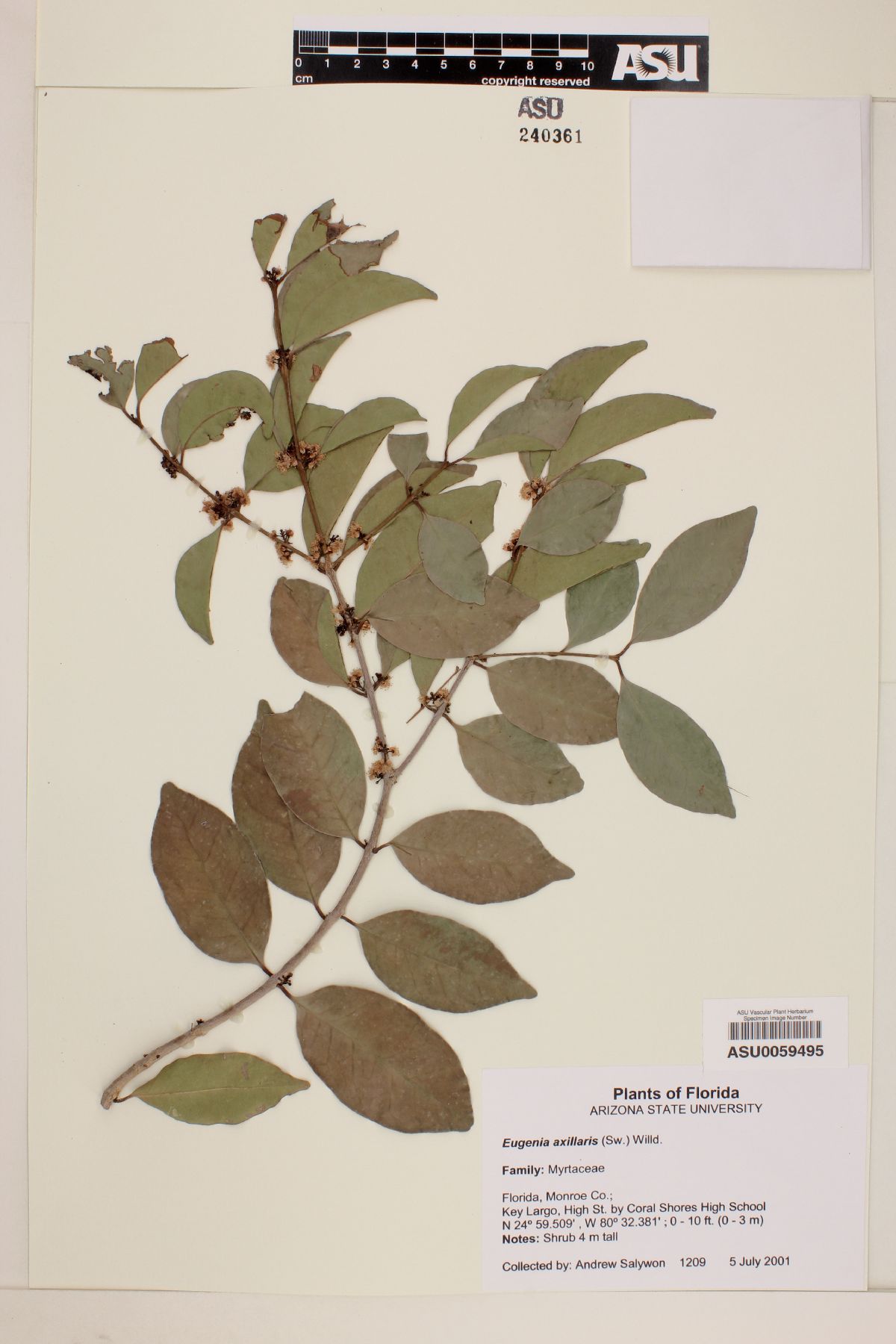 Eugenia axillaris image