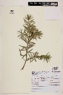 Podocarpus lambertii image