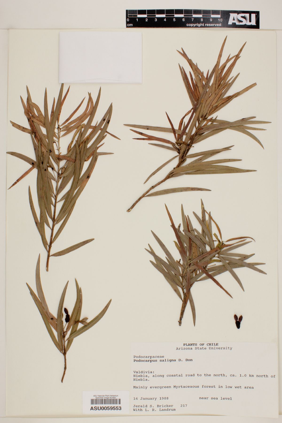 Podocarpus saligna image