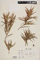 Podocarpus saligna image