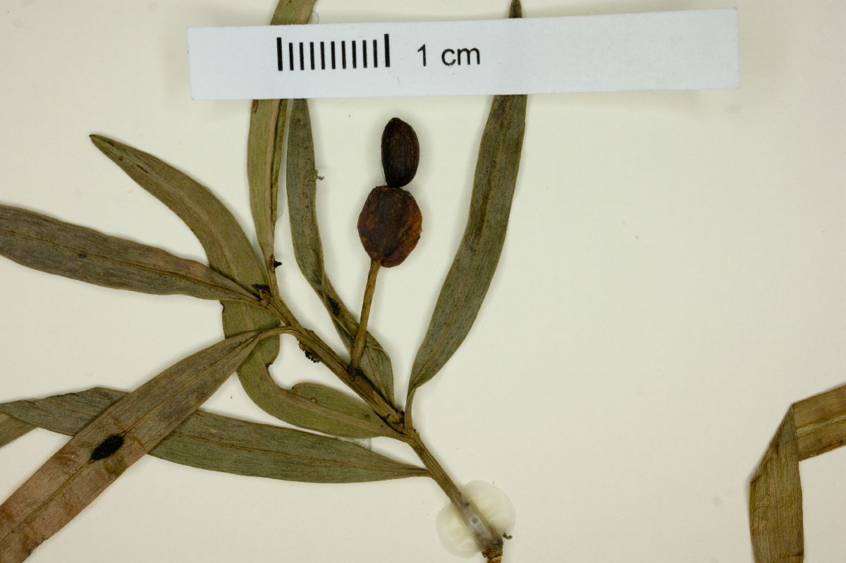 Podocarpus saligna image