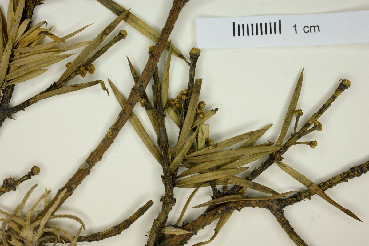 Podocarpus parlatorei image