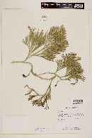 Diphasiastrum thyoides image