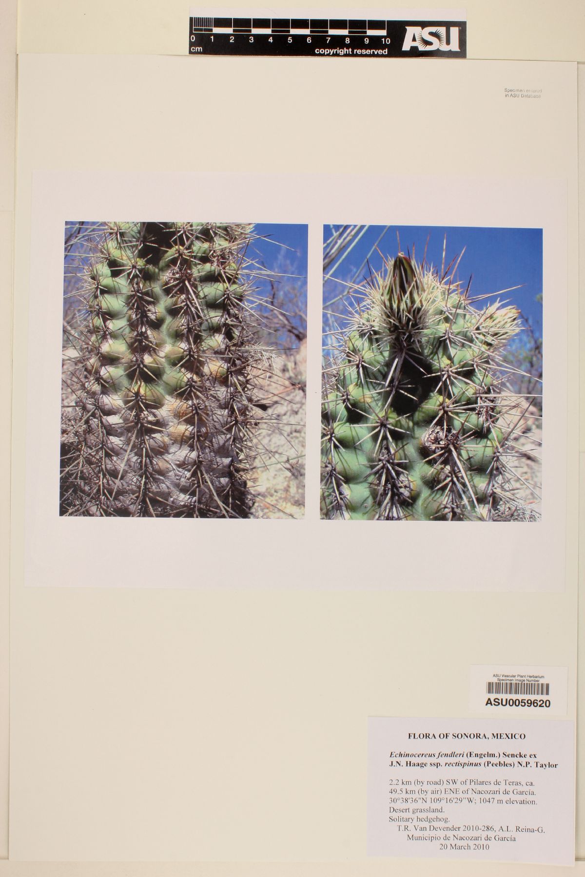 Echinocereus fendleri subsp. rectispinus image