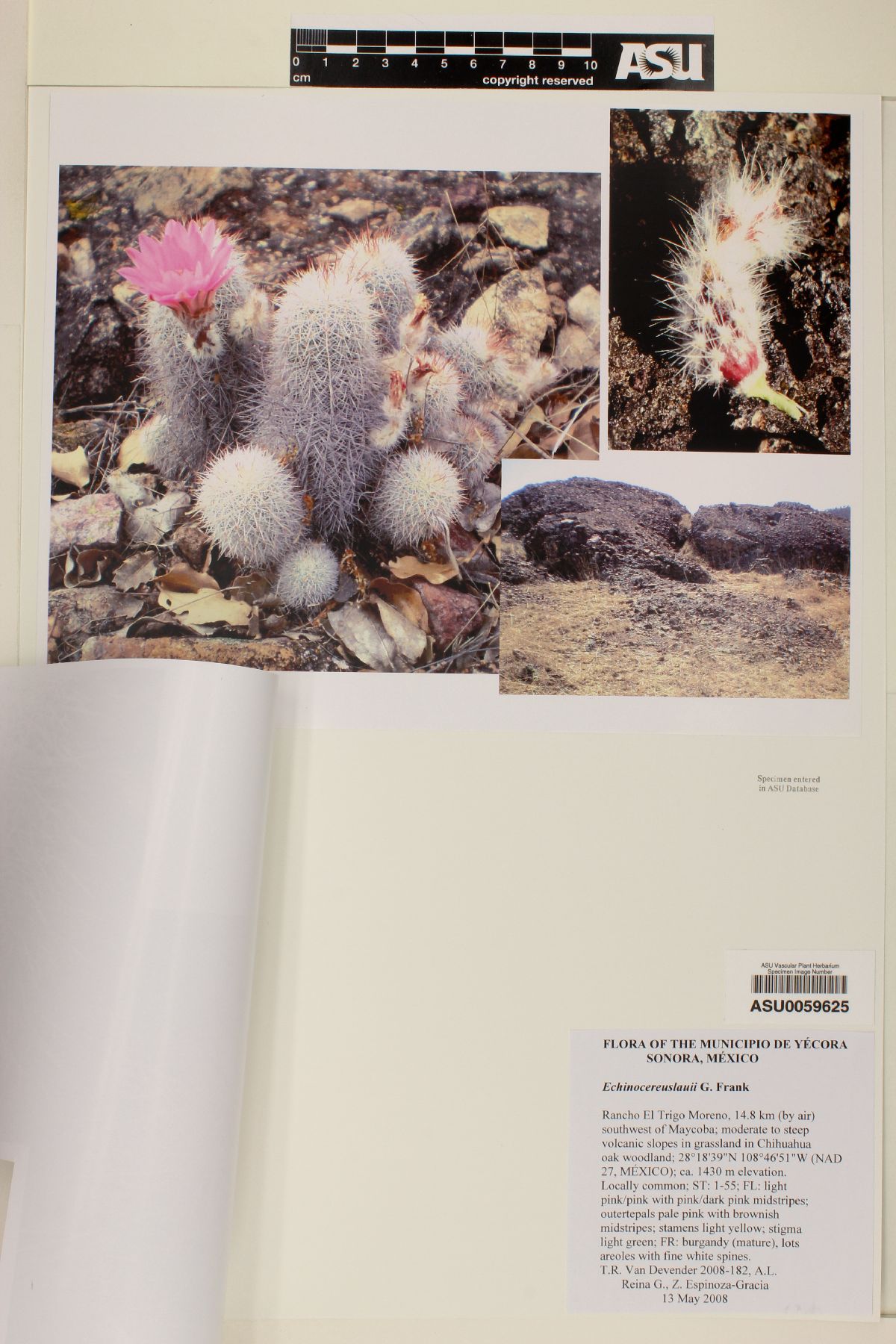 Echinocereus laui image