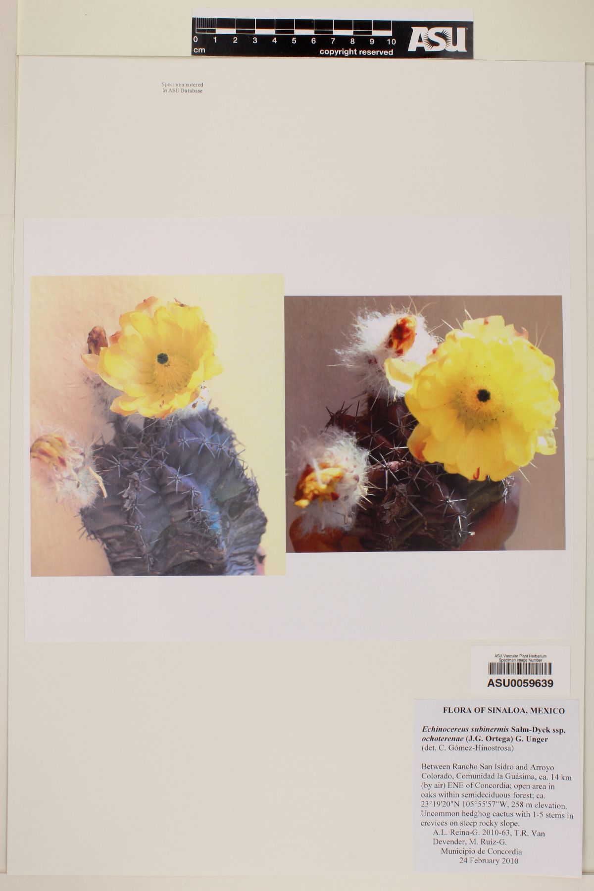 Echinocereus subinermis subsp. ochoterenae image