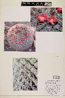 Mammillaria standleyi image