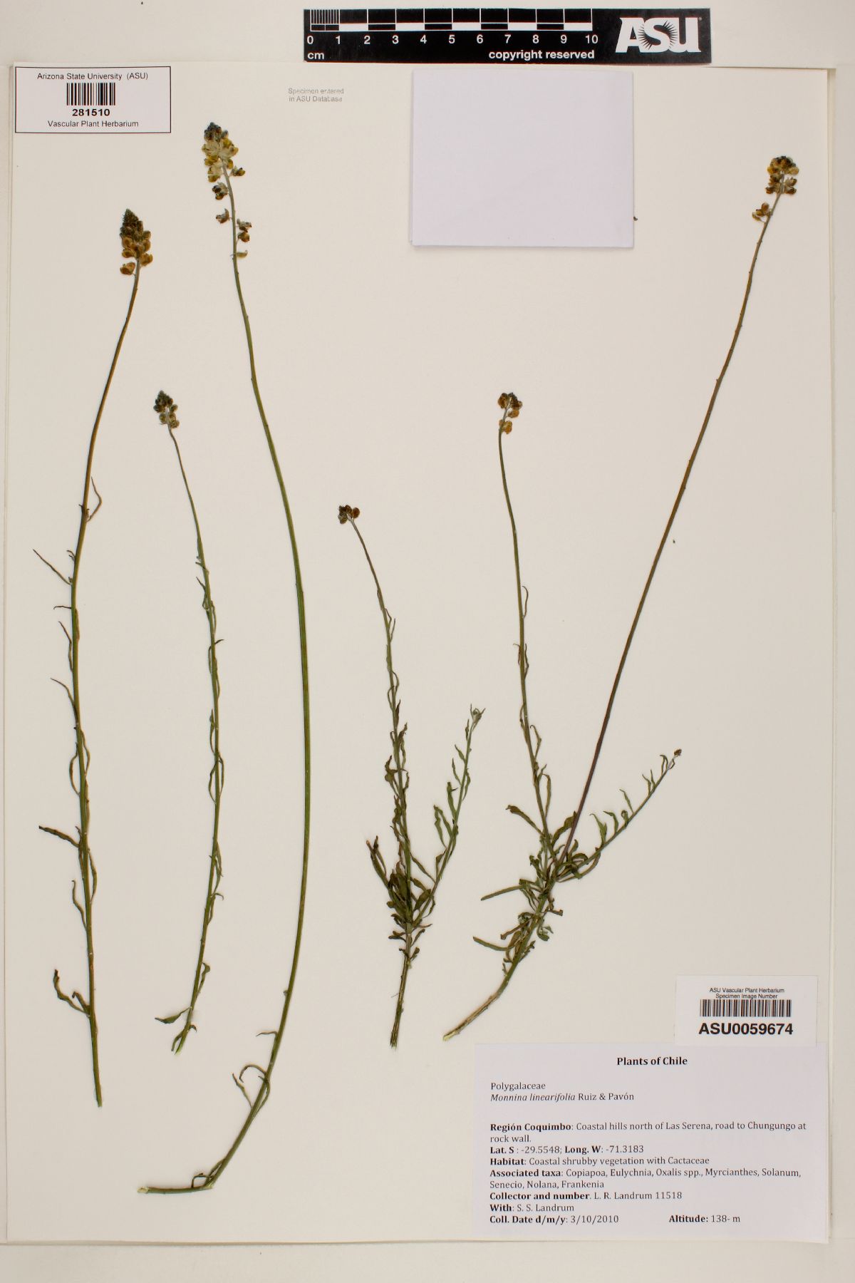 Monnina linearifolia image