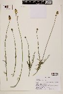 Image of Monnina linearifolia