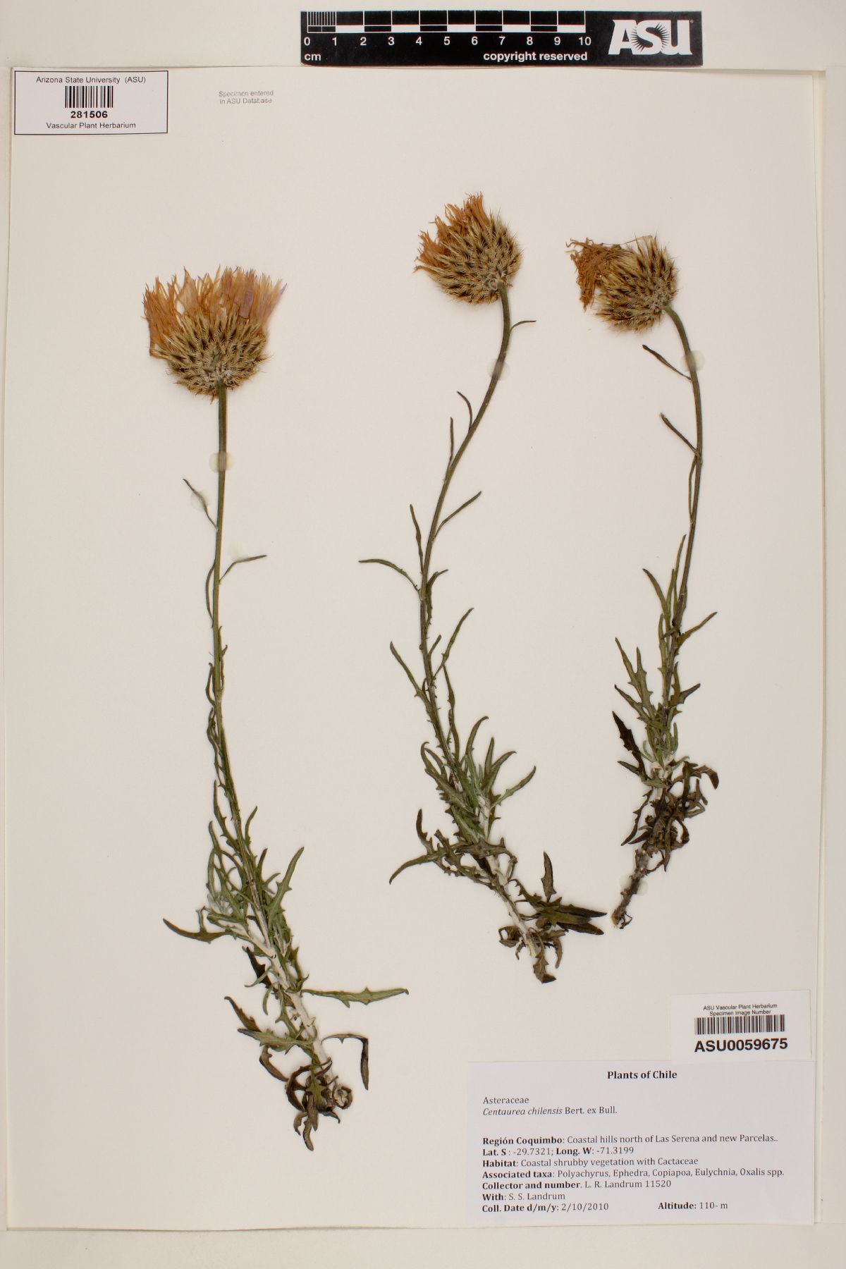 Centaurea chilensis image