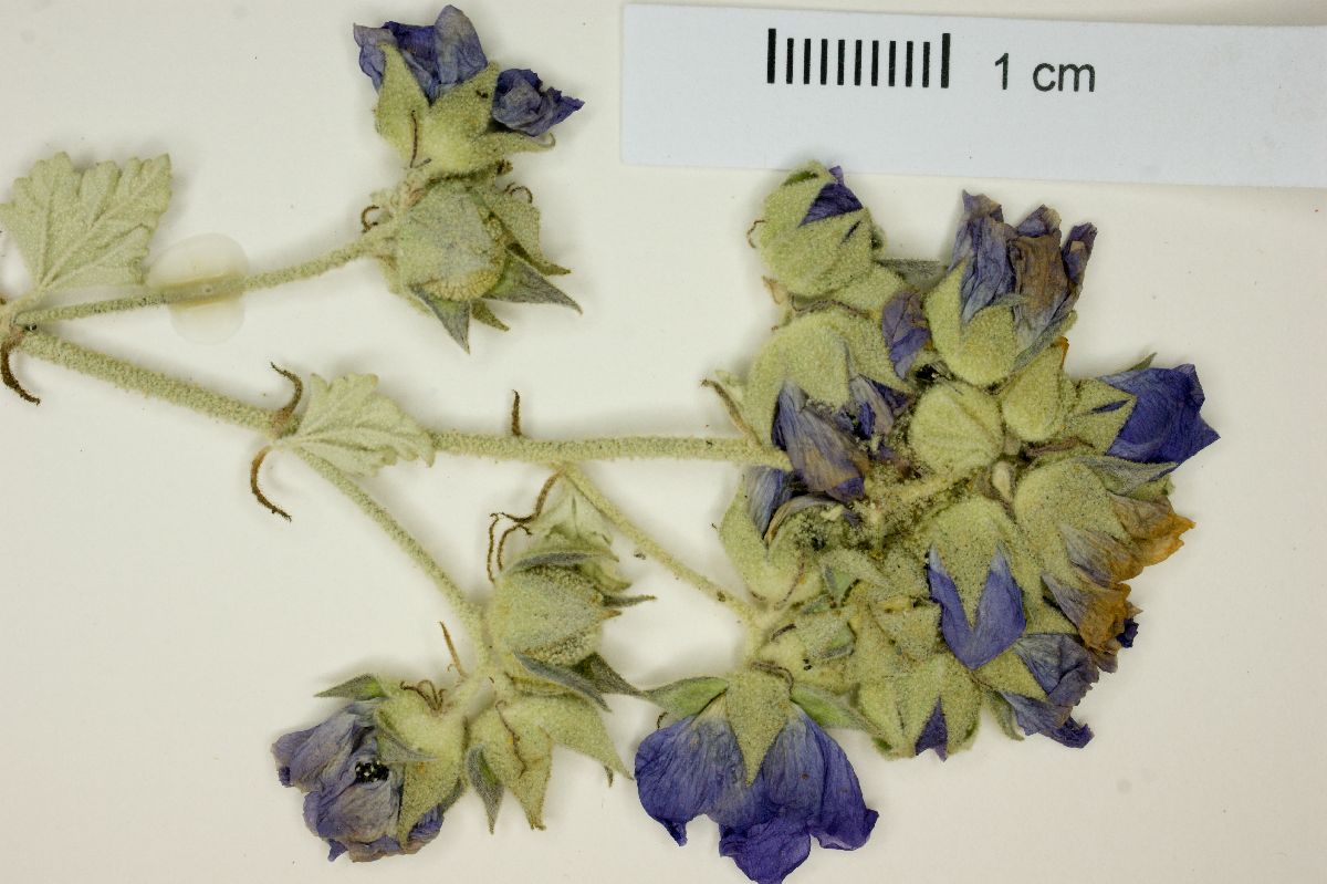 Sphaeralcea obtusiloba image